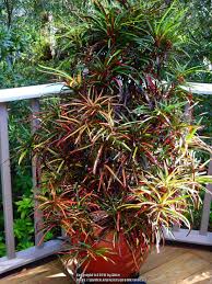 We did not find results for: Tropicals Forum Croton Codiaeum Variegation Garden Org Architectural Plants Large Indoor Plants Crotons Plants