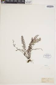 Image result for Asplenium holstii