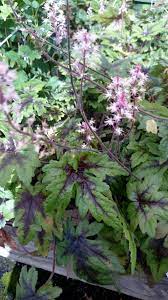 Summerwinds garden centers, inc., took over the former woolworth garden centers in 1998, changing the name to summerwinds nursery in 2002. Tiarella Sugar Spice Summerwinds Nursery Sunnyvale Dsc 0779 California 1 Eflora Of India