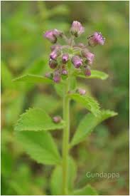 Image result for Blumea axillaris