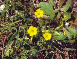 Image result for Oxalis pes-caprae