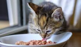Quels sont les meilleurs aliments pour chat ? - Jardiland