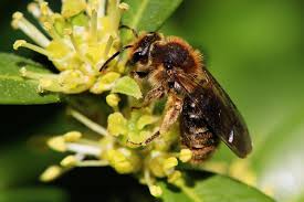 These bees look a lot like the bumblebee, but they are not as fuzzy. Let Mining Bees Be Honey Bee Suite