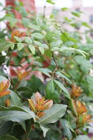 Image result for bay leaf bush foto