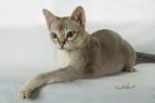 Home - Curly Katz - E & K Katz Devon Rex/Singapura Breeder