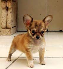 Galeria De Perros Hgg Chihuahua Puppies Super Cute Puppies Dog Toys Indestructable