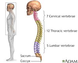 Once you know what's causing your disco. Neck X Ray Information Mount Sinai New York