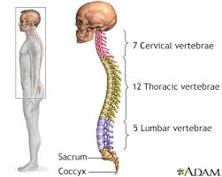 Lower right back pain can be due to a variety of systemic, orthopedic, or neurological causes. Lumbosacral Spine X Ray Information Mount Sinai New York