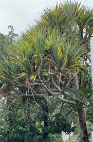 Image result for Heteropyxidaceae