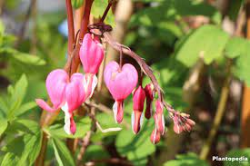Bleeding Heart Flower Lamprocapnos Spectabilis Plant How To Grow And Care Plantopedia
