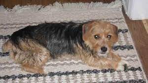 Beagle and yorkshire terrier mix. Borkie Dog Breed Wiki Fandom