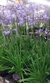 Chasmanthium latifolium little tickler and many other plants like it are available at art's nursery. Agapanthus Dr Brouwer 13 Available At Www Barendsen Nl