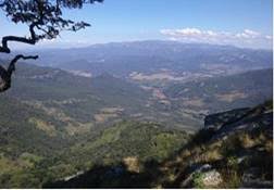 Image result for Faurea rubriflora