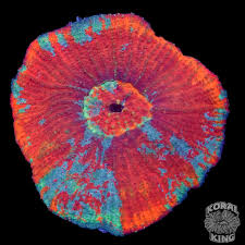 Image result for Australluma