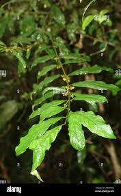 Image result for Pauridiantha paucinervis