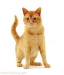 Burmese Kittens for sale - Burmese Cat Breeders Australia