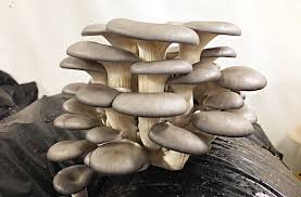 Getting rid of mushrooms in outdoor spaces. Power Of Mushrooms Curing Environmental Threats Joe Gardener