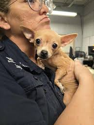 Lucky mutts rescued from pound