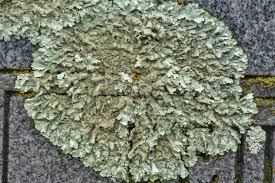 Image result for Scleria porphyrocarpa