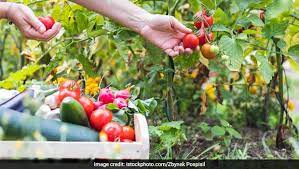 For example, home gardeners don't toss out misshapen cucumbers and sunburned tomatoes. 5 Common Vegetables You Can Easily Grow In Your Home Garden Ndtv Food
