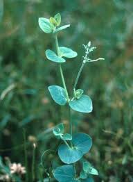 Image result for Drymaria