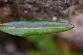 Image result for Elaphoglossum acrostichoides