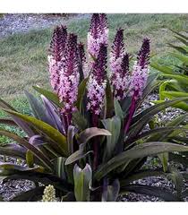 Image result for Eucomis autumnalis