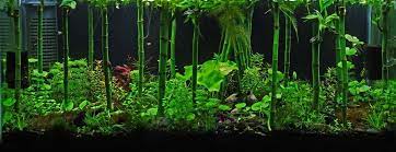 Check spelling or type a new query. Low Tech Tank Show And Tell Low Tech Can Be Lush Too Aquascape Planted Aquarium Aquarium Design