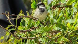 Make sure they are well anchored to prevent large birds flying away with the whole piece! Espoma No Way Blue Jay Keep Birds From Eating Berries Espoma