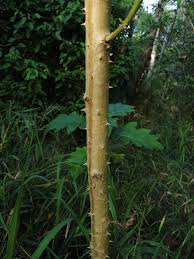 Image result for Solanum chrysotrichum