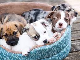 How To Start A Pet Business
