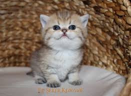 Scottish Fold Ciftlestirme British Shorthair Scottish Fold Sahibinden Safkan Kediler Sahiplendirme Turkiye 2018