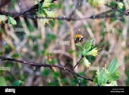 Image result for Diaphananthe fragrantissima