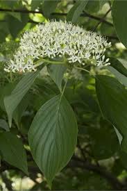 Image result for Cornus