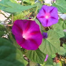 Image result for Ipomoea polymorpha