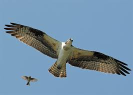 Big Black Birds In Indiana Osprey Photography Birds Of Prey Osprey Bird