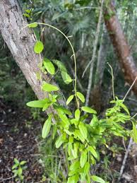 Image result for Jacquemontia paniculata