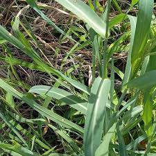 Image result for Polystachya ruwenzoriensis