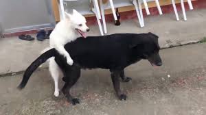 Dogs Mating Up Close And Get Stuck Funny Animals Mating Compilation Funny Dog Mating Fails 9 Animals Mating Animal Facts For Kids Animals