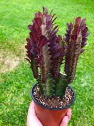 Image result for Euphorbia rubriflora