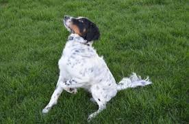 Ollie is a 2 and a half year old, male english setter, he is very friendly, loyal and great around c. English Setters For Sale Petfinder