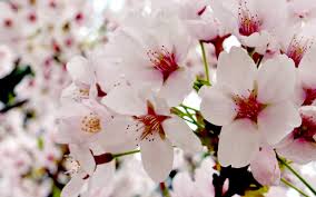 Maybe you would like to learn more about one of these? Cherry Blossoms In Ontario The Best Guide For Finding These Flowers I Ve Been Bit Travel Blog
