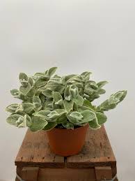 Image result for Tradescantia sillamontana