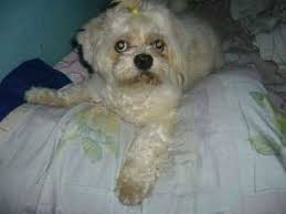Look at pictures of maltese puppies who need a home. Bulacan Best Pet Boarding Grooming And Pet Sitters Near Me Petbacker Philippines