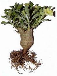 Image result for Pterodiscus