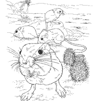 Check spelling or type a new query. Desert Animals Coloring Pages Surfnetkids Desert Animals Coloring Desert Animals Animals Coloring Pages