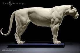 Tiger Anatomy Model 1 6th Scale Flesh Superficial Muscle Cat Anatomy Lion Anatomy Feline Anatomy