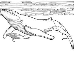 Blue Whale And Her Baby Coloring Page Kids Play Color Whale Coloring Pages Whale Drawing Whale Painting