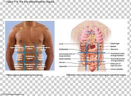 Anatomical reference planes are used to locate structures in the body for this purpose. Abdominopelvic Cavity Abdomen Quadrant Organ Anatomy Png Clipart Abdomen Abdominal Cavity Abdominopelvic Cavity Anatomy Body Cavity