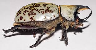 Check spelling or type a new query. The Eastern Hercules Maryland Biodiversity Project Facebook